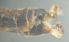 Tipula intermedia