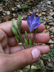 Triteleia laxa