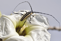 Sphaenothecus trilineatus