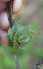 Macrodiplosis niveipila