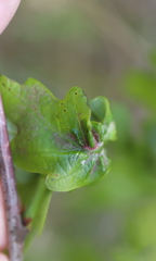 Macrodiplosis niveipila
