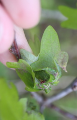 Macrodiplosis niveipila