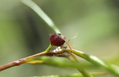 Dryocosmus quercuslaurifoliae