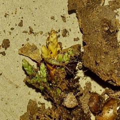 Entomobrya quadrilineata