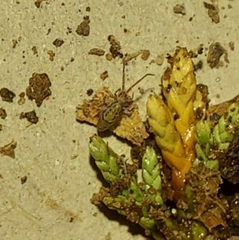 Entomobrya quadrilineata