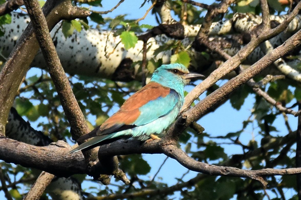 European Roller
