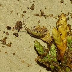 Entomobrya quadrilineata