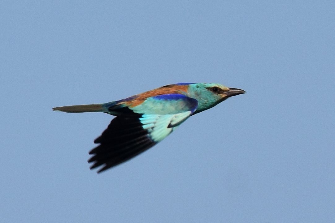 European Roller
