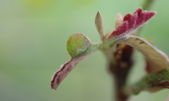 Andricus quercusutriculus