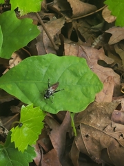 Xylota