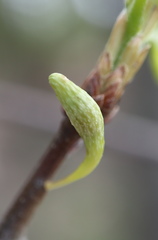 Callirhytis gallaestriatae