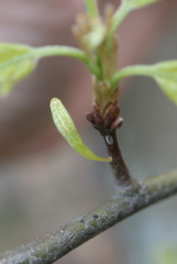 Callirhytis gallaestriatae