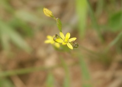 Sisyrinchium commutatum