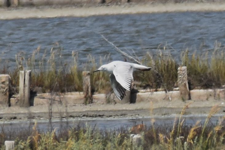 Slender-billed Gull