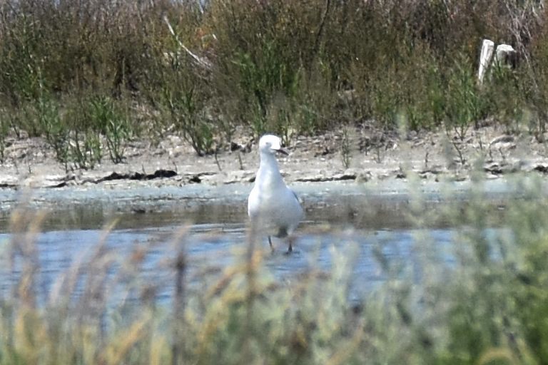 Slender-billed Gull