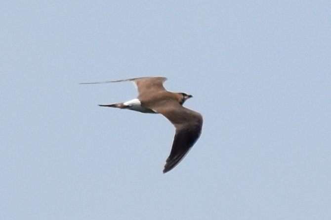 Collared Pratincole