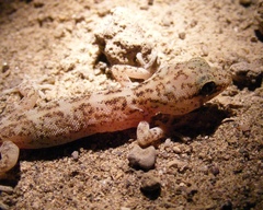 Phyllodactylus gerrhopygus