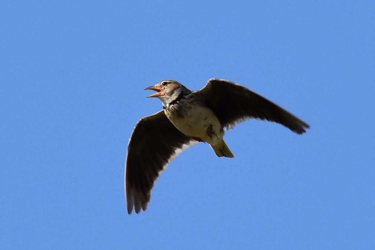 Calandra Lark