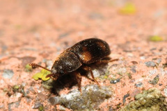 Mycetophagus quadriguttatus