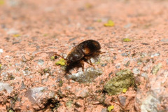 Mycetophagus quadriguttatus