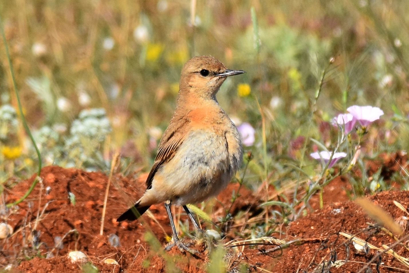 Isabelline Wheatear