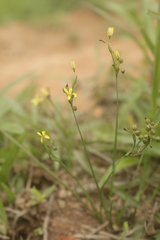Sisyrinchium commutatum