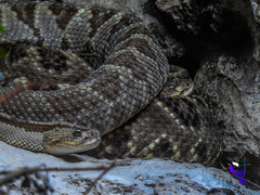 Crotalus ehecatl