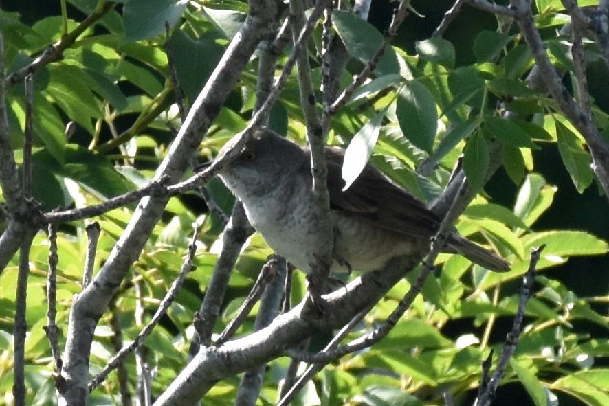 Barred Warbler