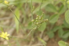 Sisyrinchium commutatum