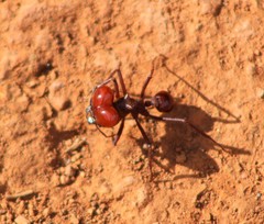 Atta laevigata