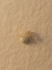 Thomisidae