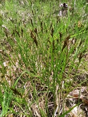 Carex praecox