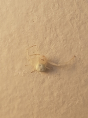 Thomisidae