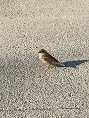 Passer domesticus