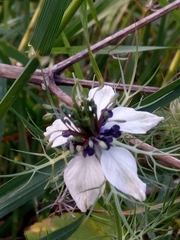 Nigella damascena