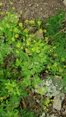 Taenidia