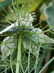 Nigella damascena