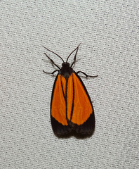 Paratype univitta
