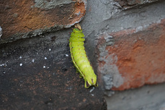 Copaxa lavenderohidalgensis
