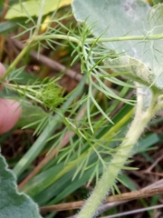 Nigella damascena