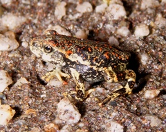 Rhinella atacamensis