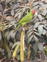 Psittacara erythrogenys