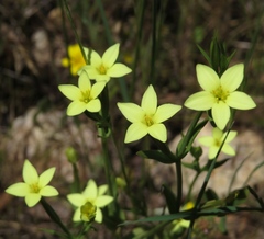 Centaurium maritimum