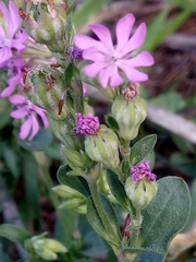 Silene
