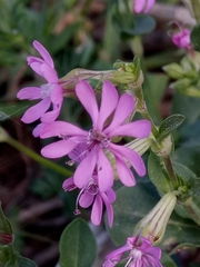 Silene