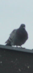 Columba livia domestica