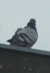Columba livia domestica