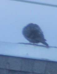 Columba livia domestica