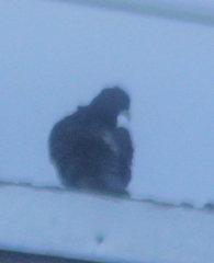 Columba livia domestica