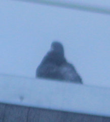 Columba livia domestica